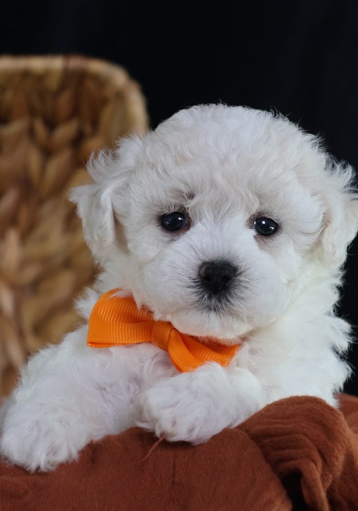 teacup bichon frise puppies for sale near me teacup bichon frise puppies for sale near me