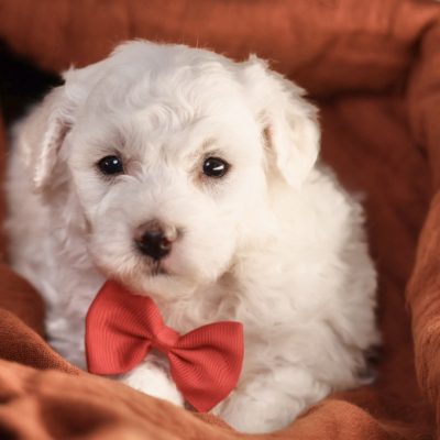 teacup bichon frise puppy