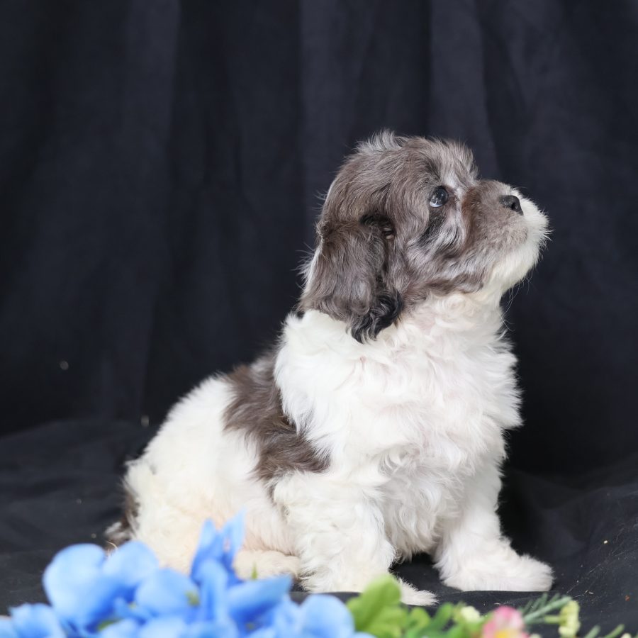 teacup teddy bear puppy