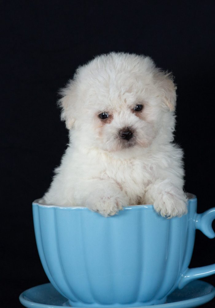teacup bichon puppies pa