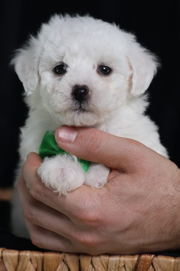 teacup dog breeder teacup dog breeder