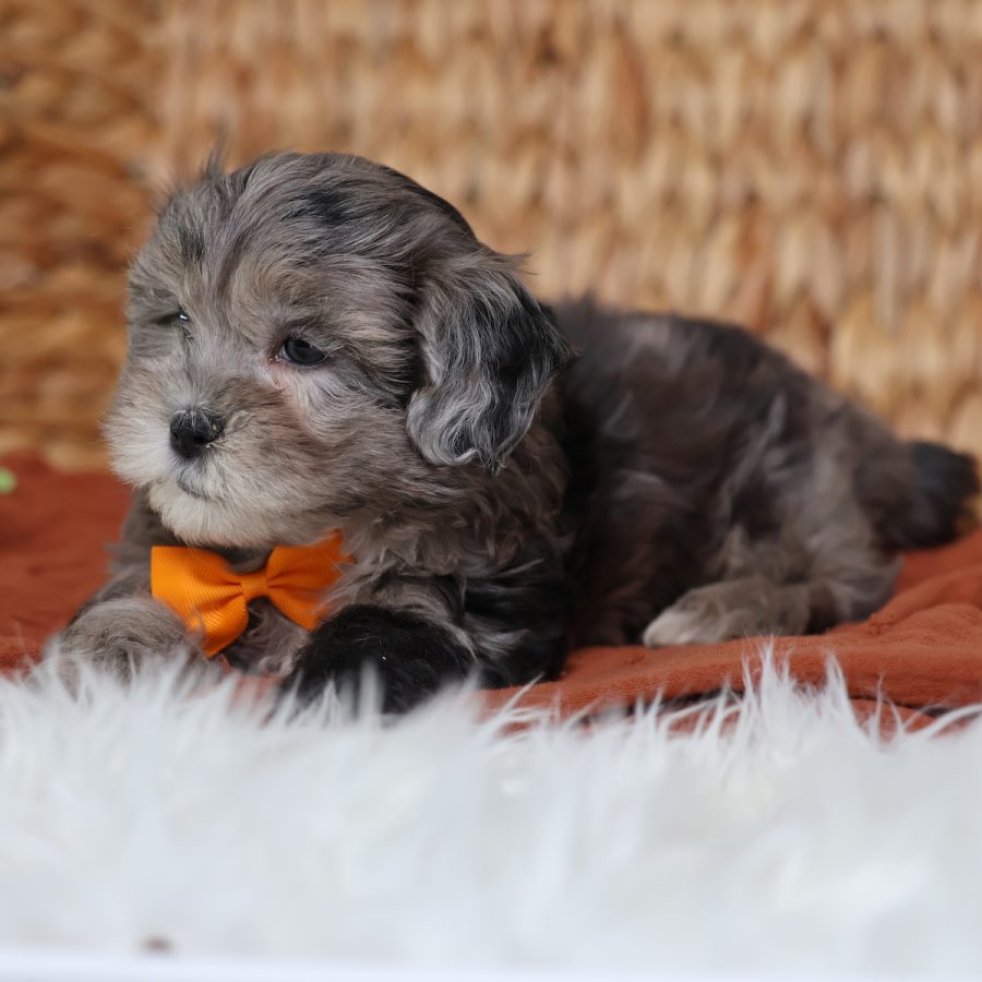 teacup dogs for sale near me