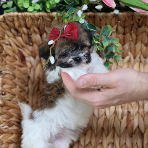 teacup dogs for sale near me