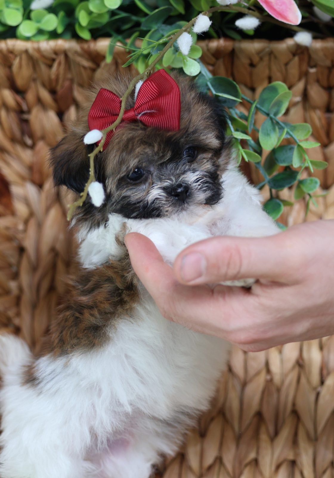 teacup dogs for sale near me