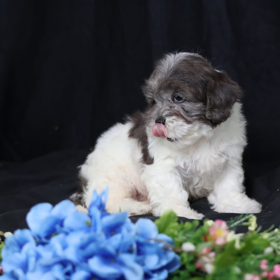 teacup dogs for sale near me
