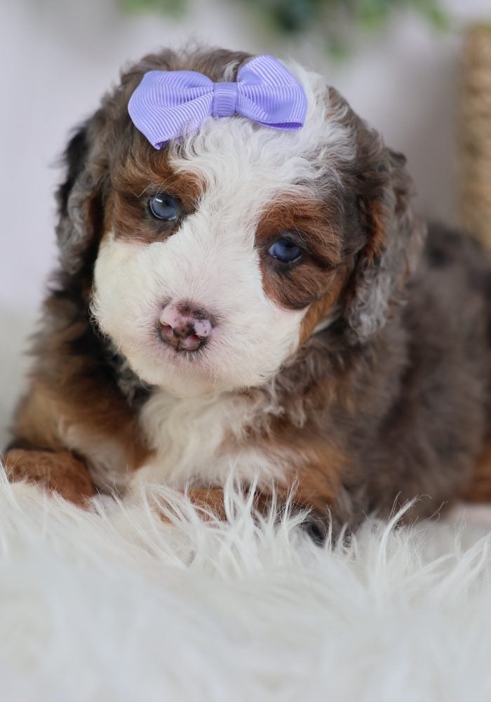 teacup mini bernedoodle teacup mini bernedoodle