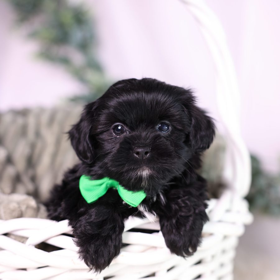 teacup shichon puppies for sale in pa