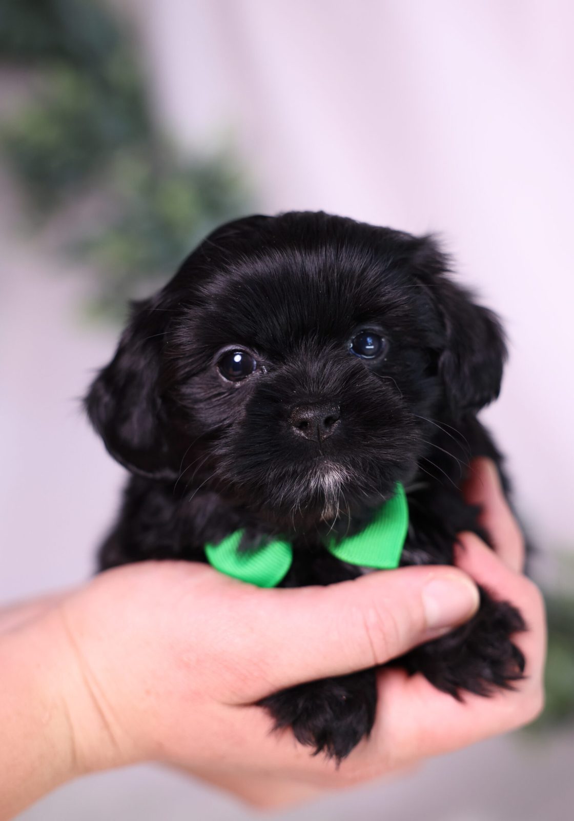 teacup shichon puppies for sale near me