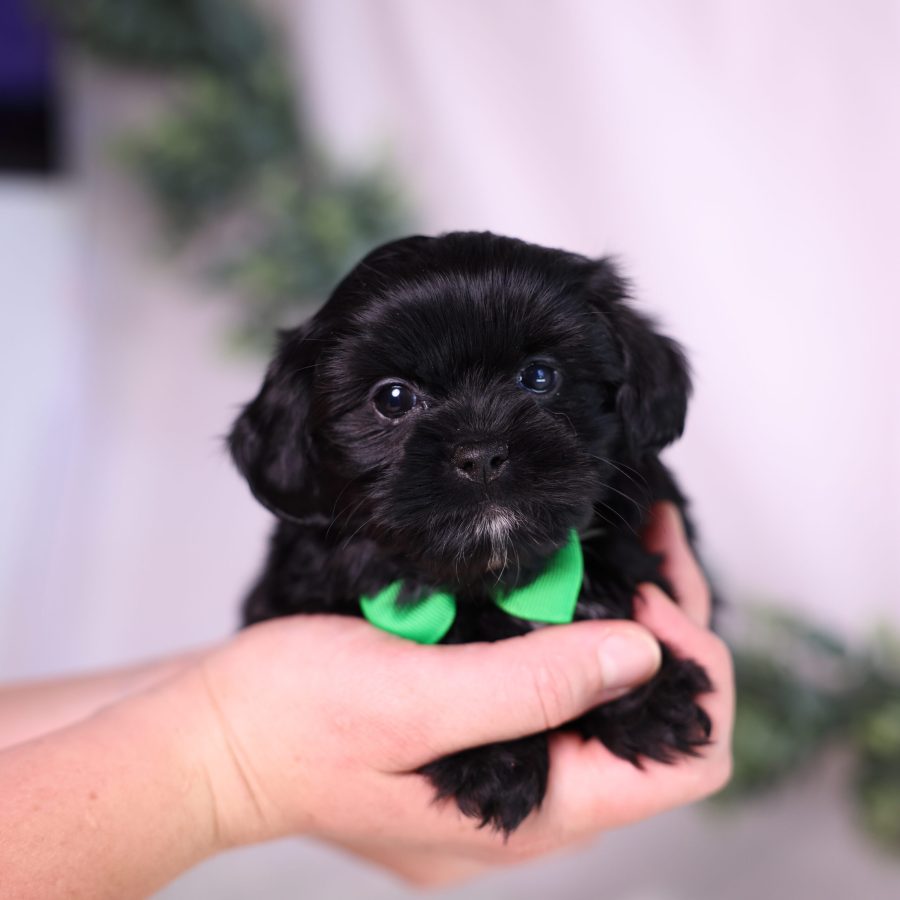 teacup shichon puppies for sale near me