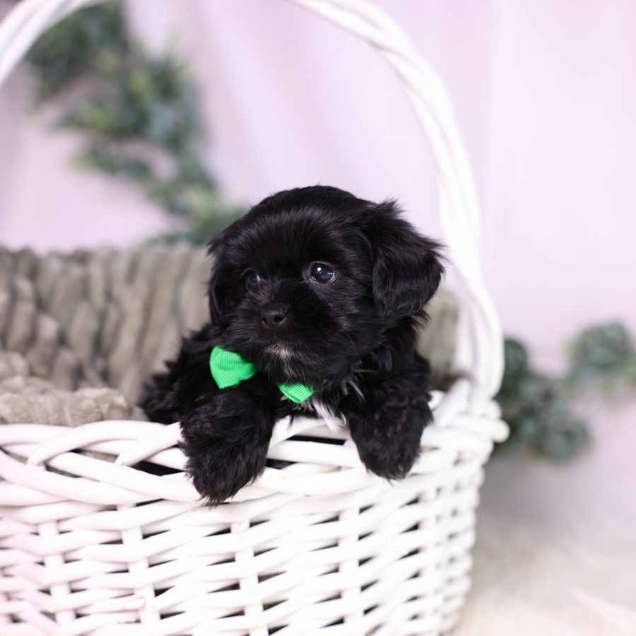 teacup shichon puppies for sale new jersey