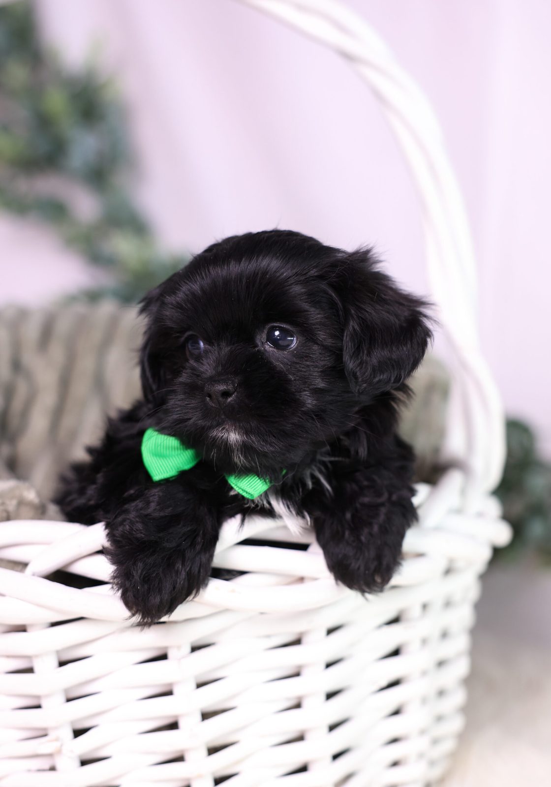 teacup shichon puppies for sale new jersey