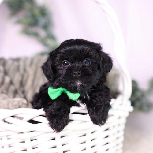 teacup shichon puppies for sale new york