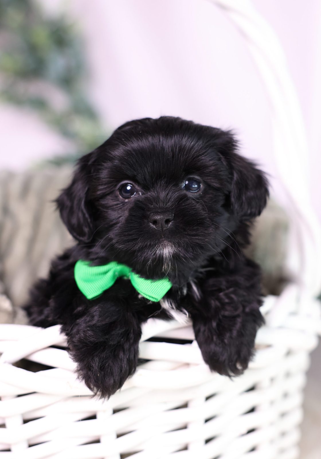 teacup shichon puppies for sale new york