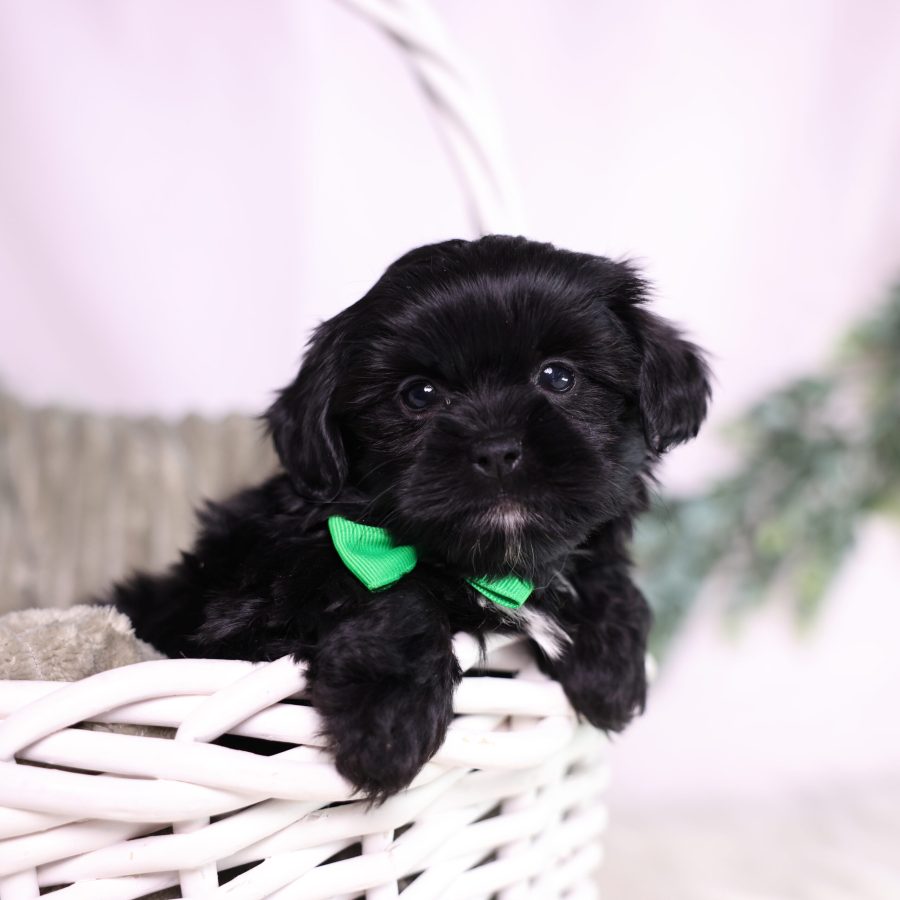 teacup shichon puppies for sale pa