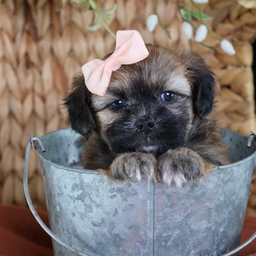 mini shichon puppies for sale