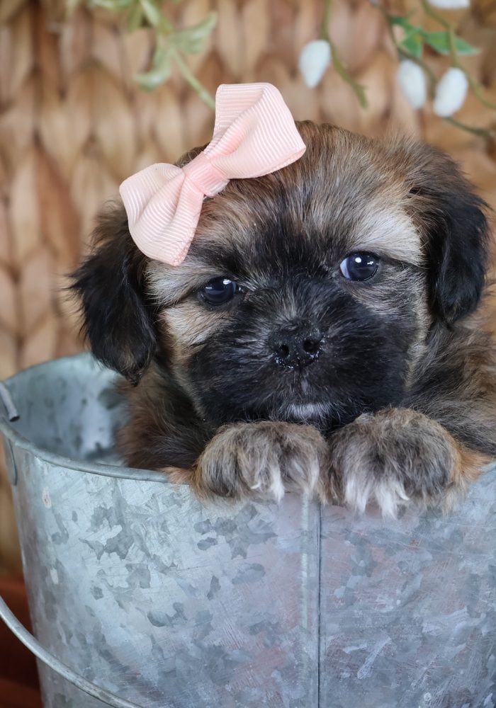 mini shichon puppies for sale