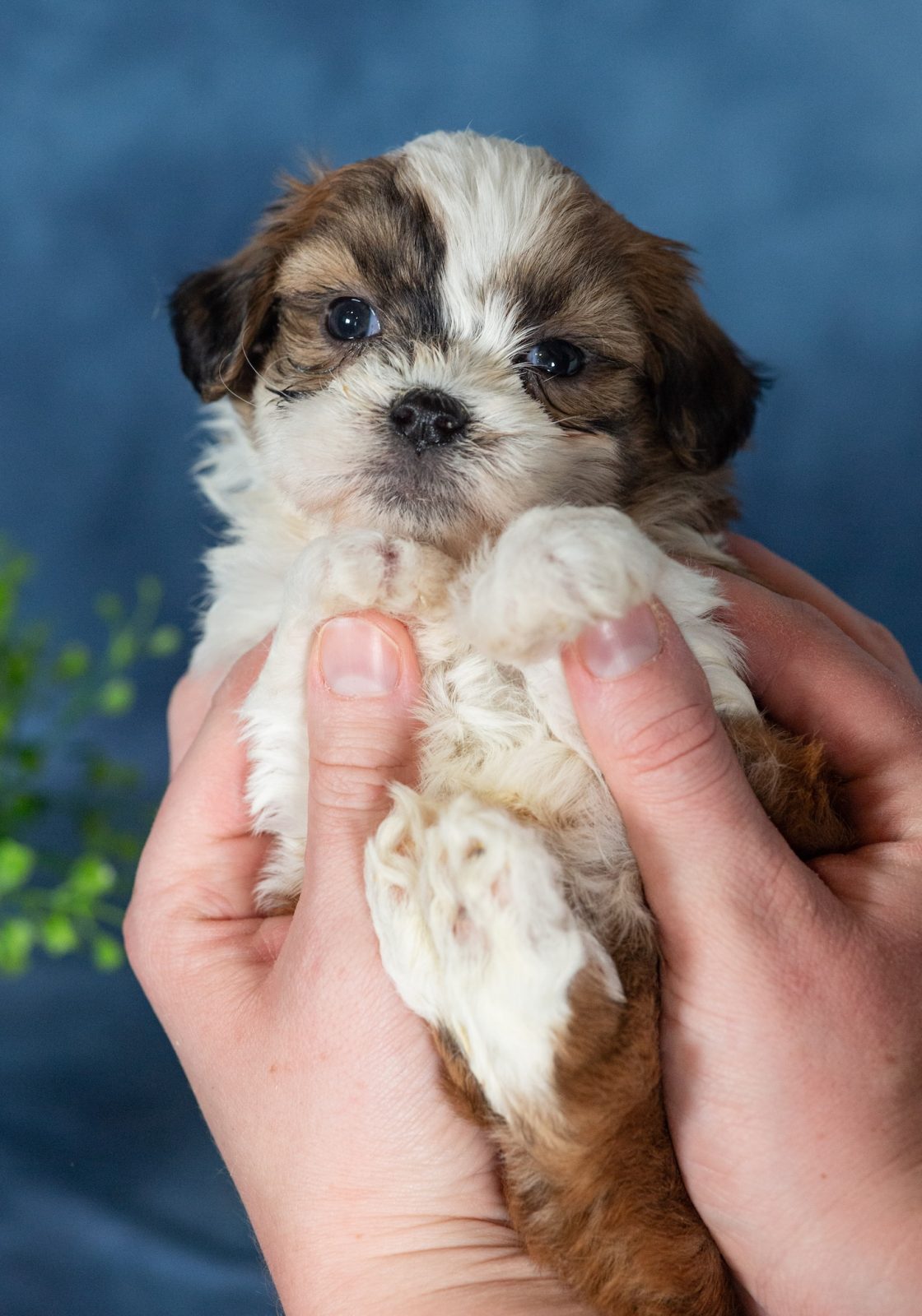 teacup shichon puppies for sale