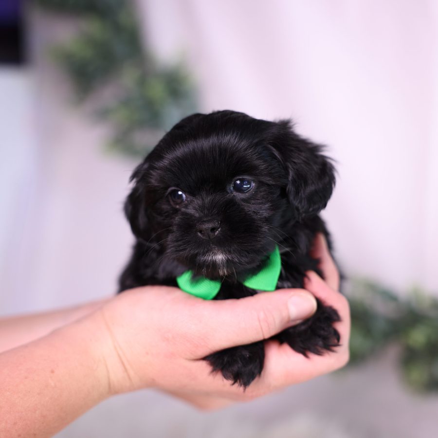 teacup shichon puppies for sale