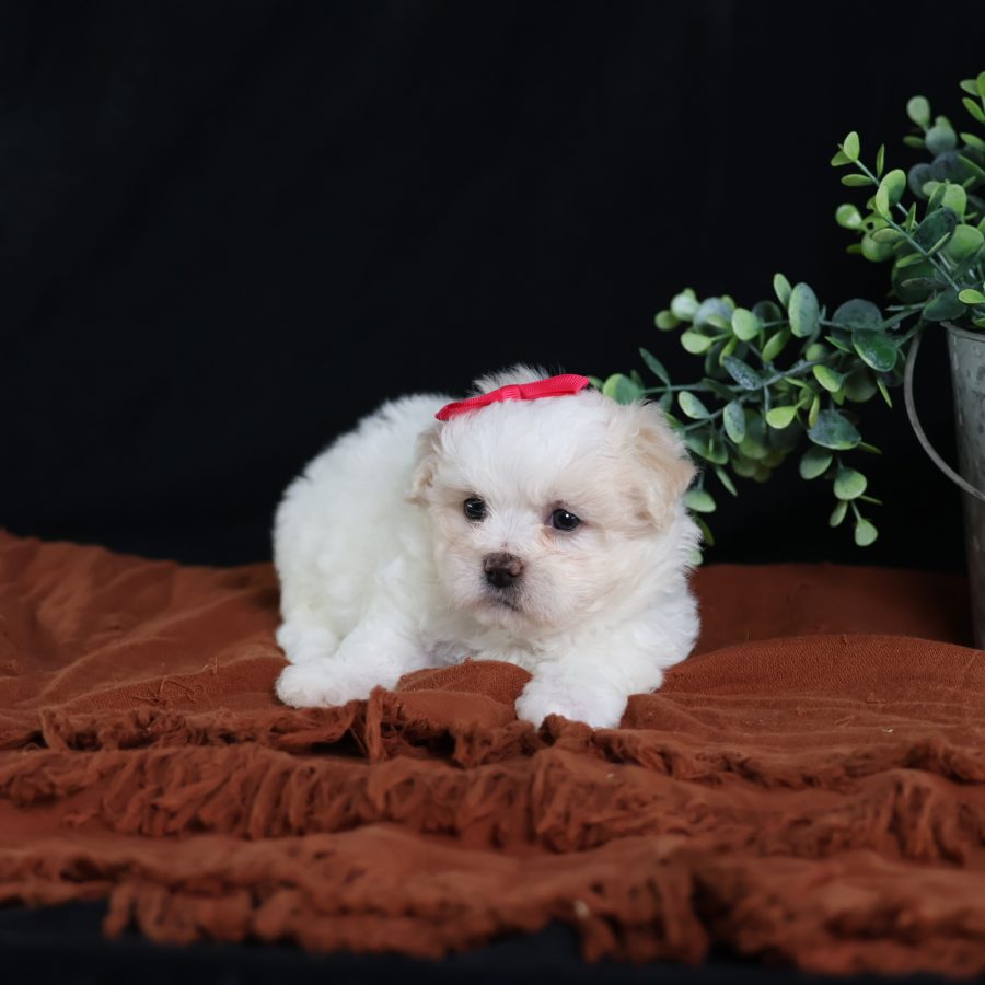teacup teddy bear dog