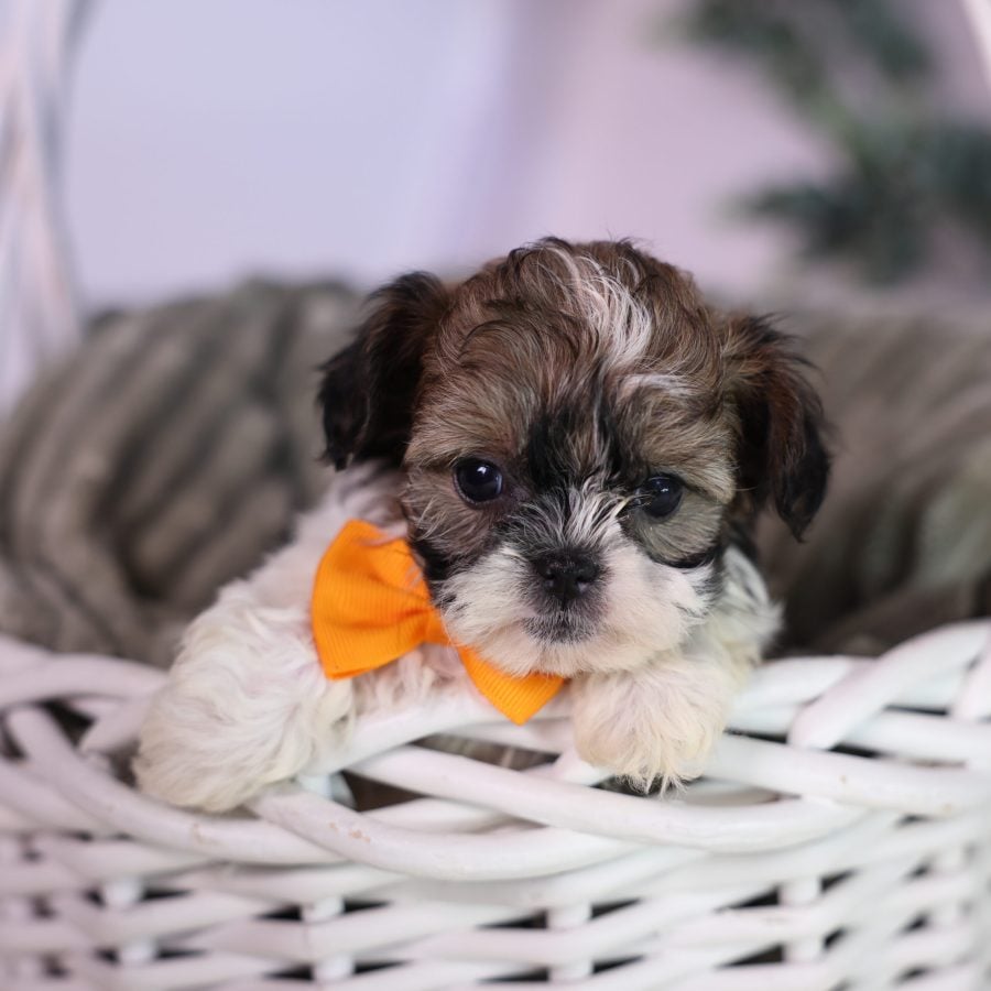 teacup teddy bear dog breeder