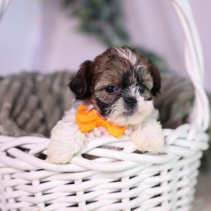 teacup teddy bear dog breeders