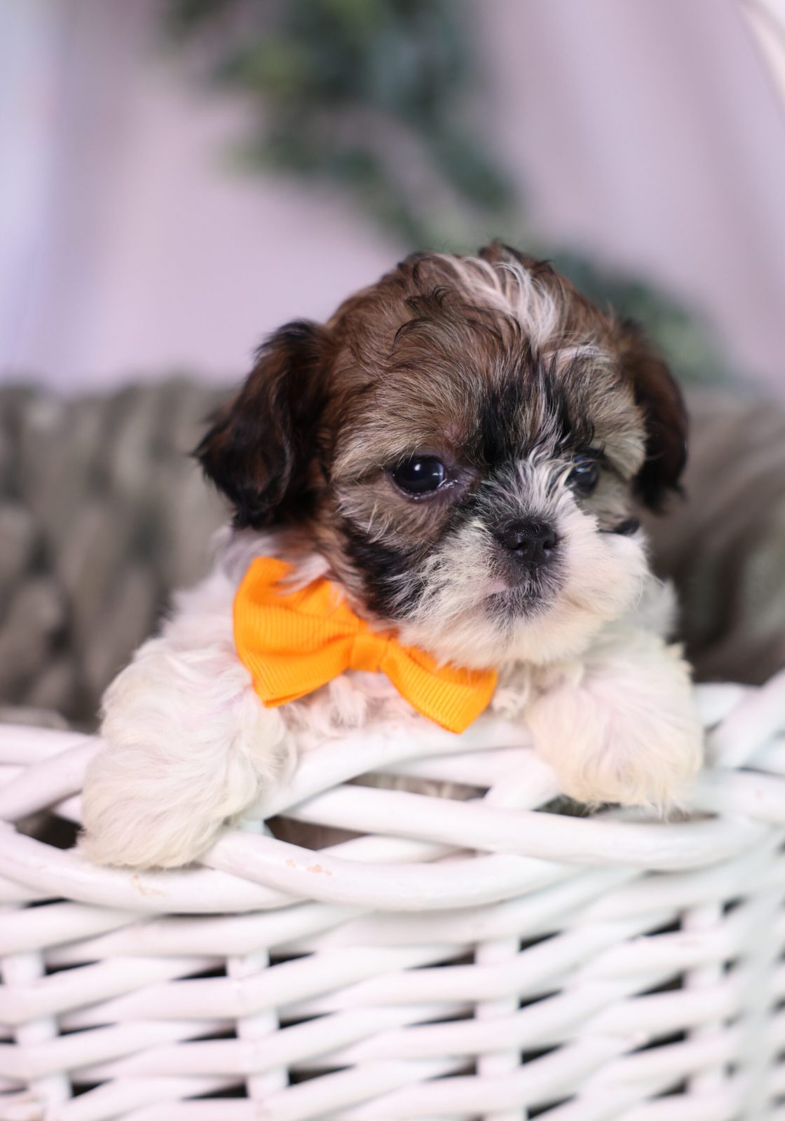 teacup teddy bear dog breeders