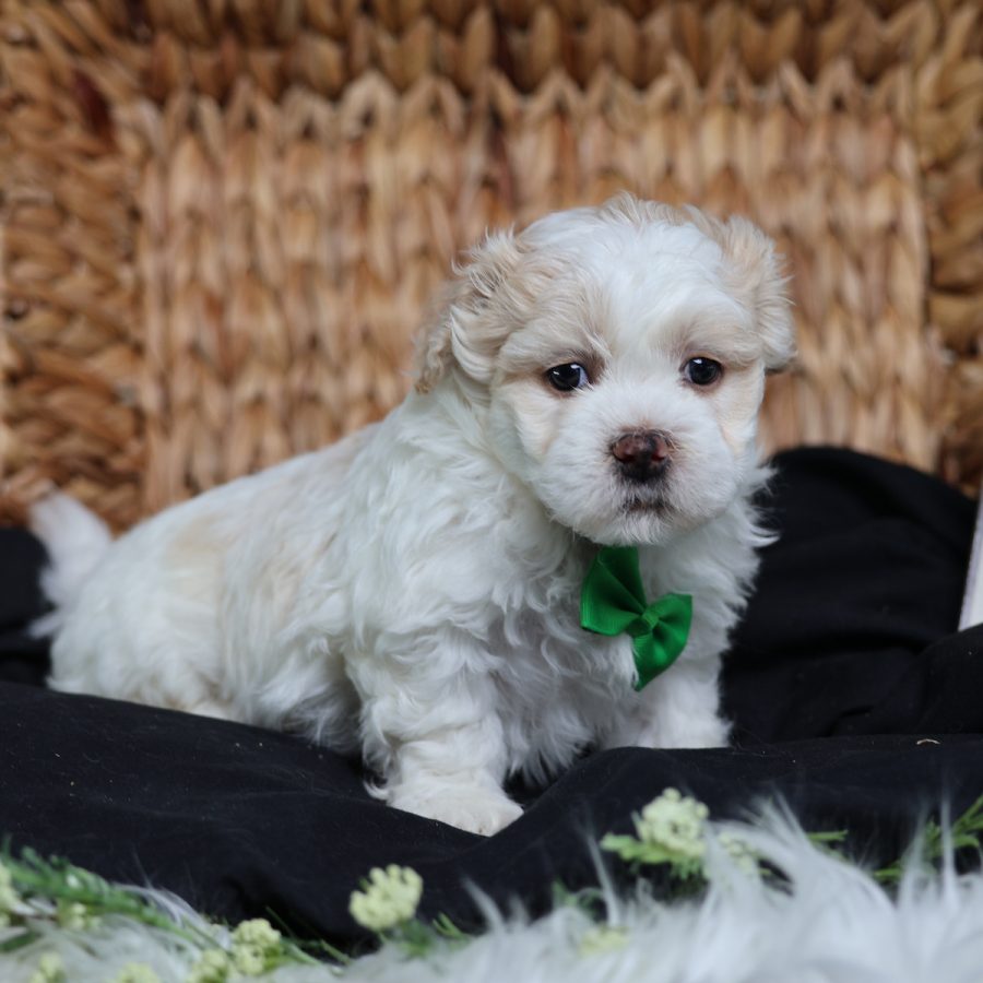 teacup teddy bear dog for sale
