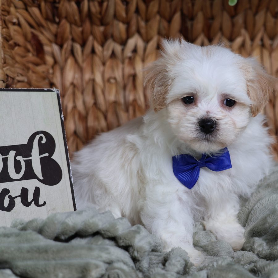 teacup teddy bear dog for sale