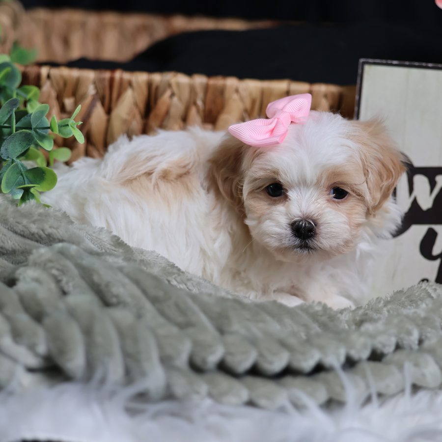 teacup teddy bear dog for sale