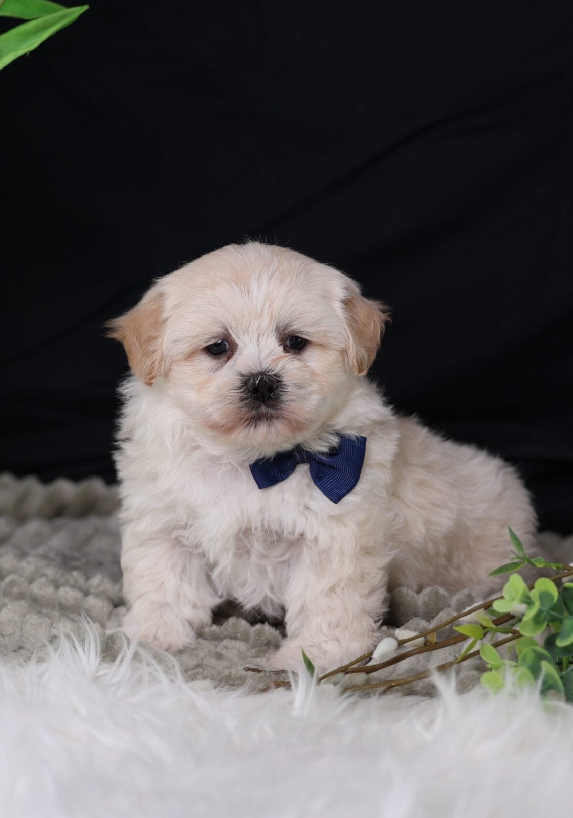 teacup teddy bear dog for sale