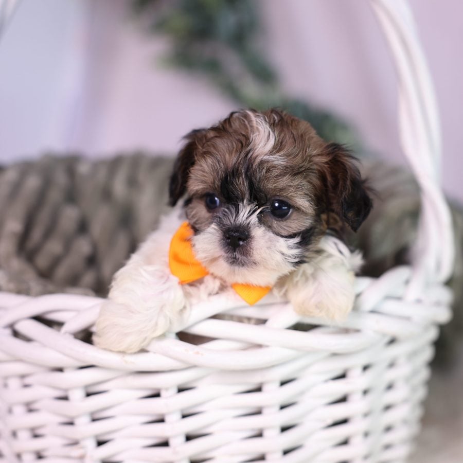 teacup teddy bear dog for sale