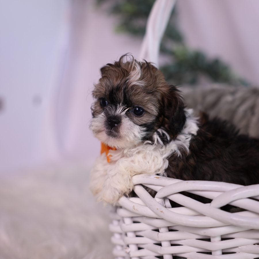 teacup teddy bear dog puppy