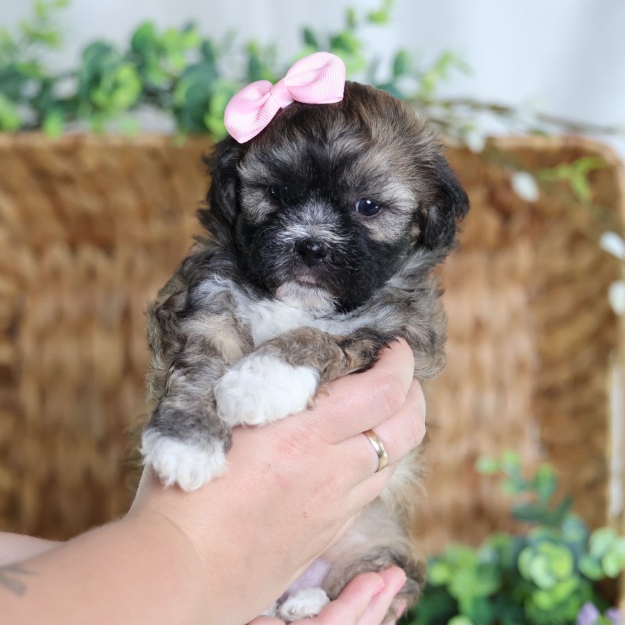 teacup teddy bear dog