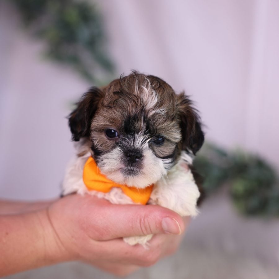 teacup teddy bear dog