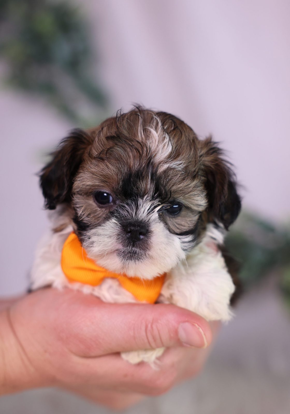teacup teddy bear dog