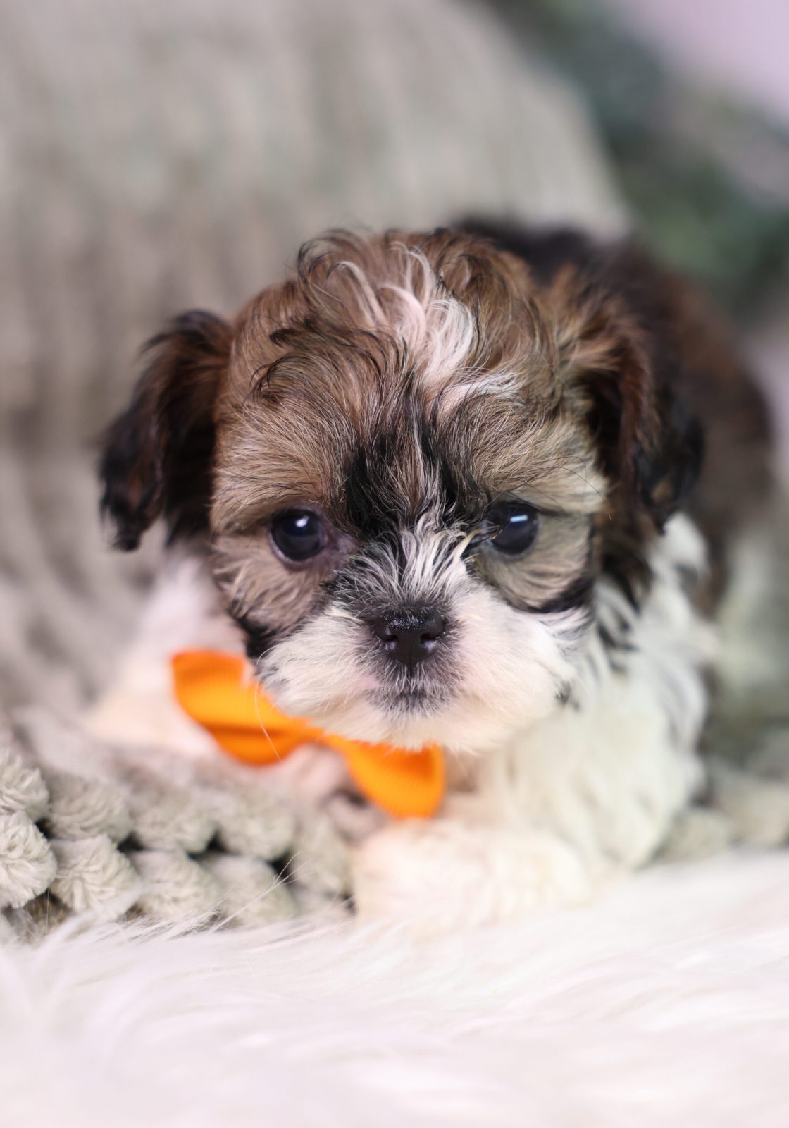 teacup teddy bear dogs