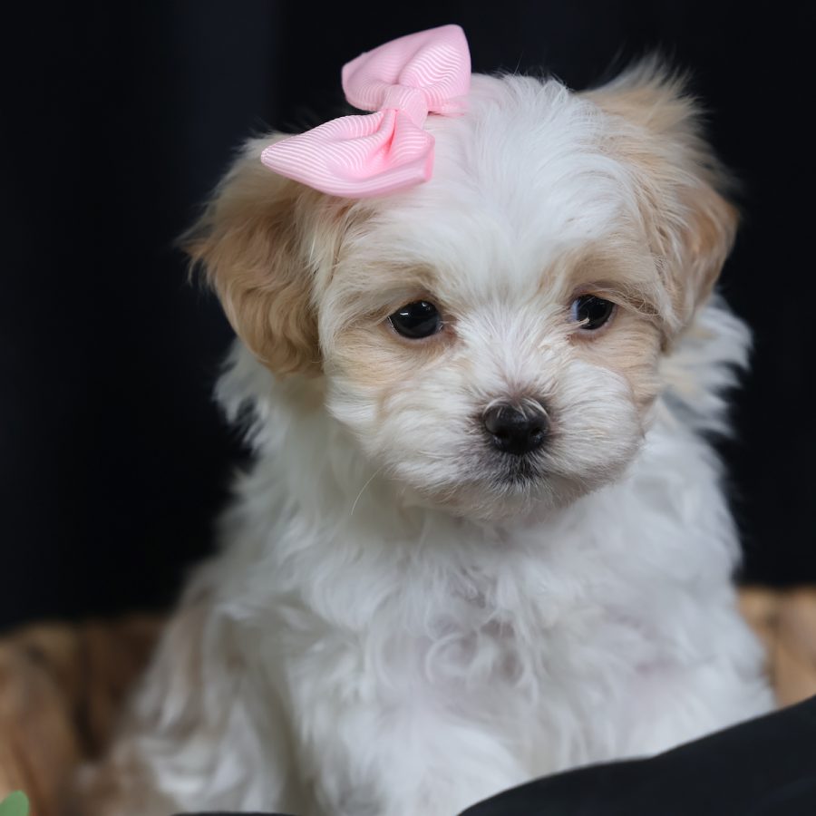 teacup teddy bear puppies