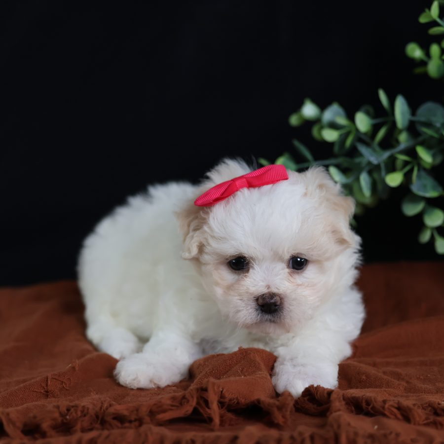 teacup teddy bear puppies