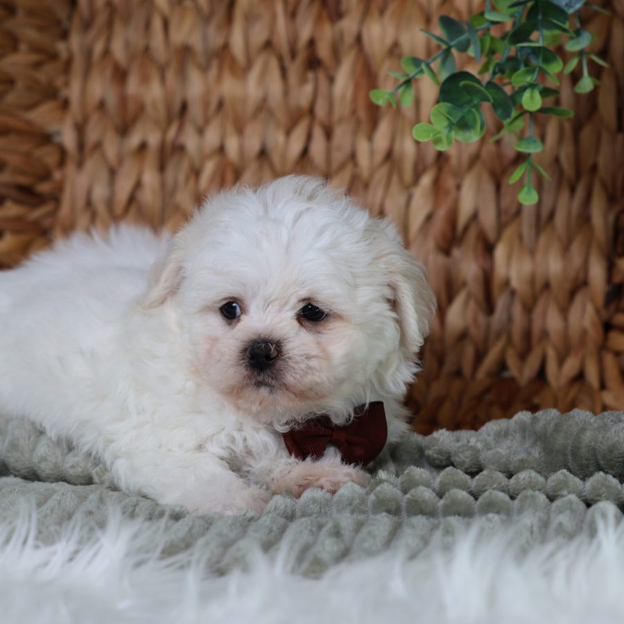 teacup teddy bear puppies