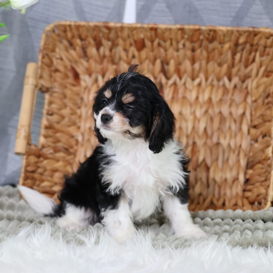 teacup teddy bear puppies