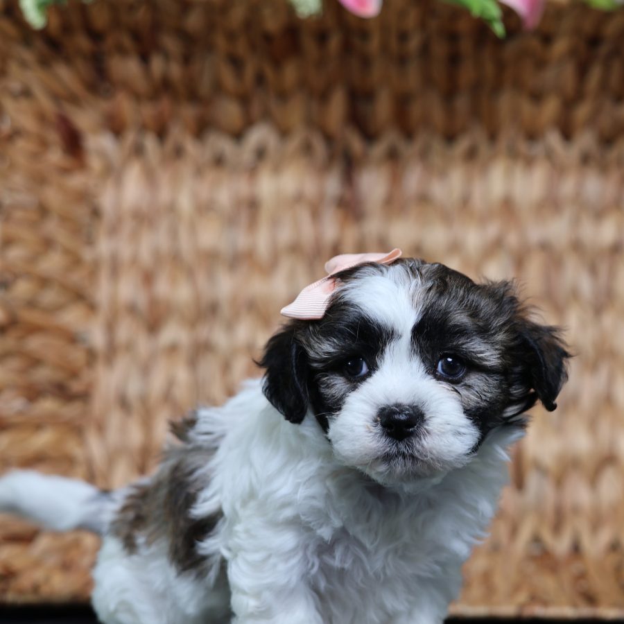 teacup teddy bear puppies