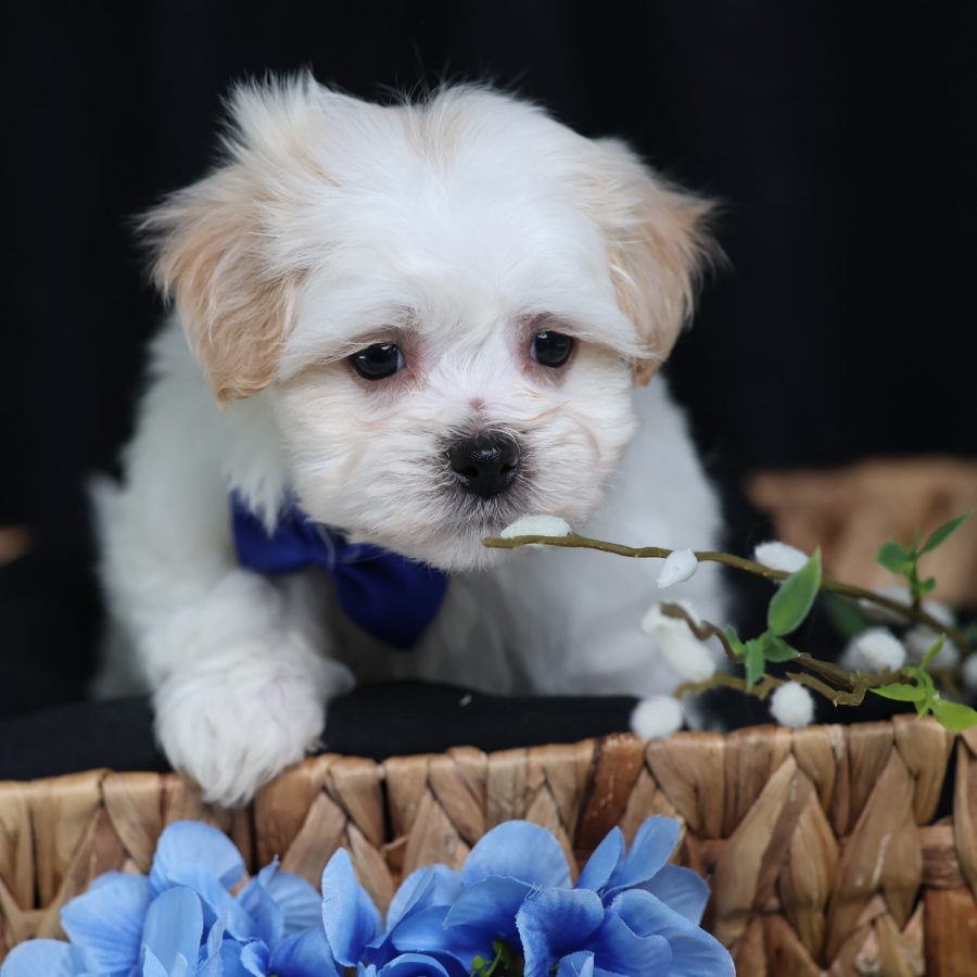 teacup teddy bear puppies