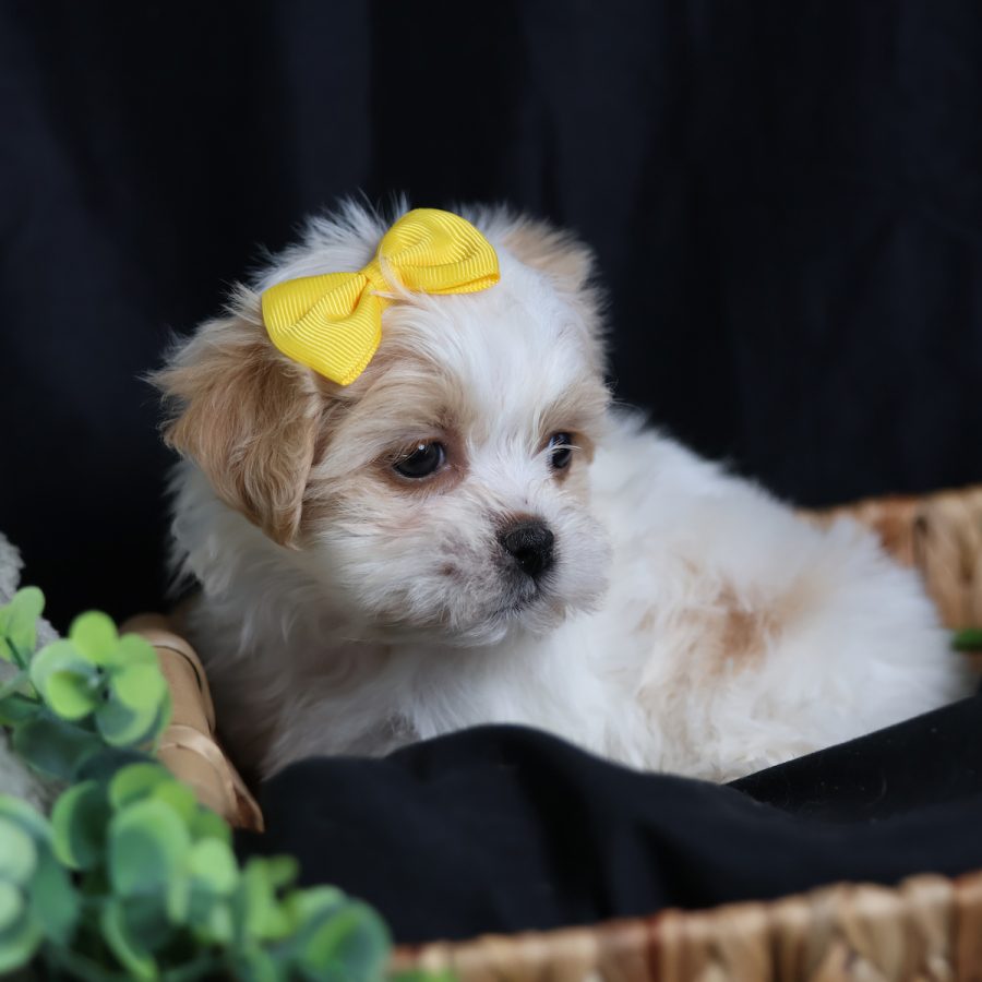 teacup teddy bear puppies
