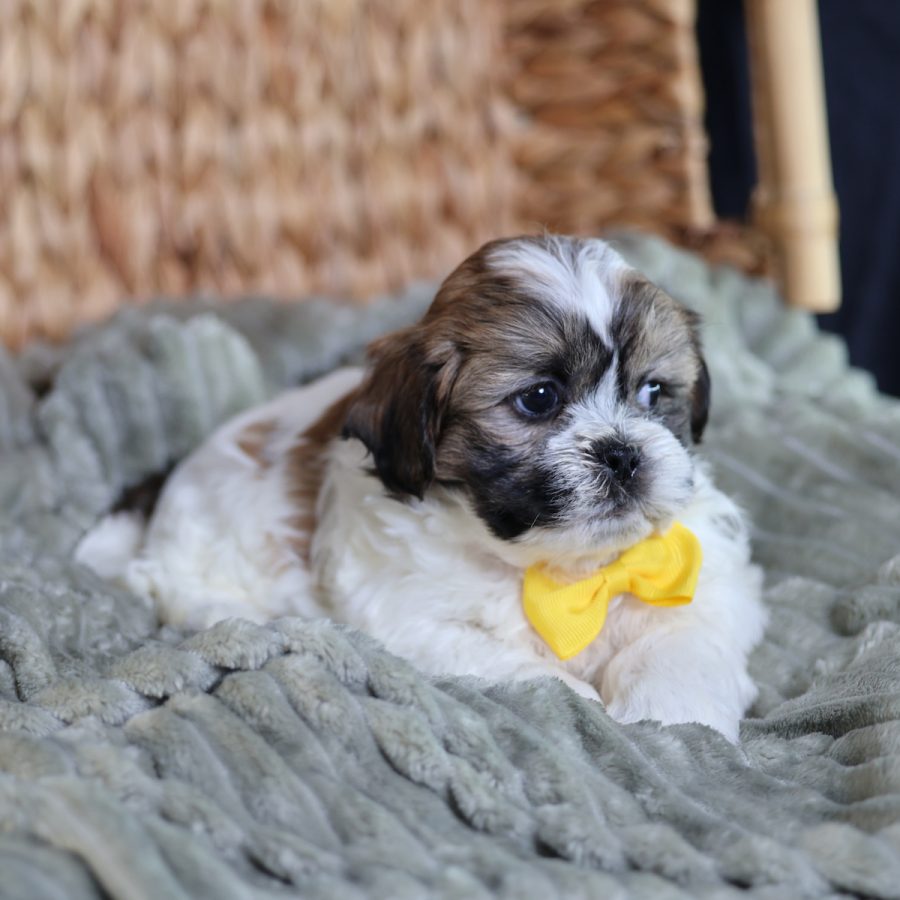 teacup teddy bear puppies