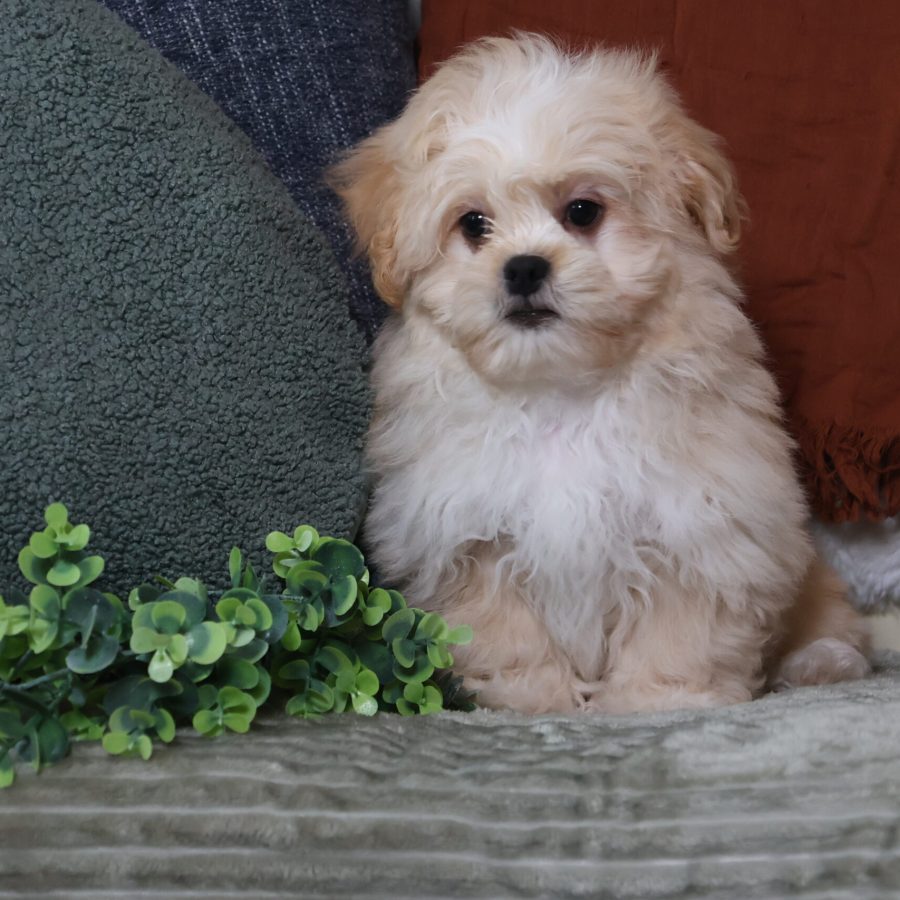 teacup teddy bear puppies