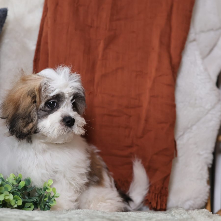 teacup teddy bear puppies
