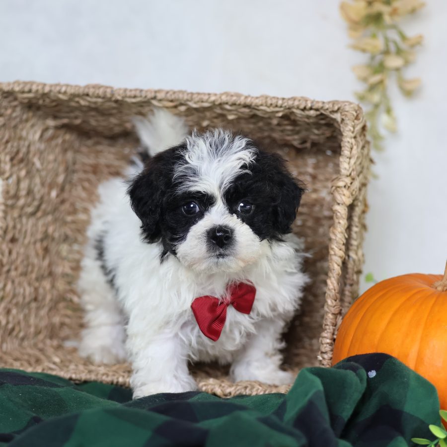 teacup teddy bear puppies for sale