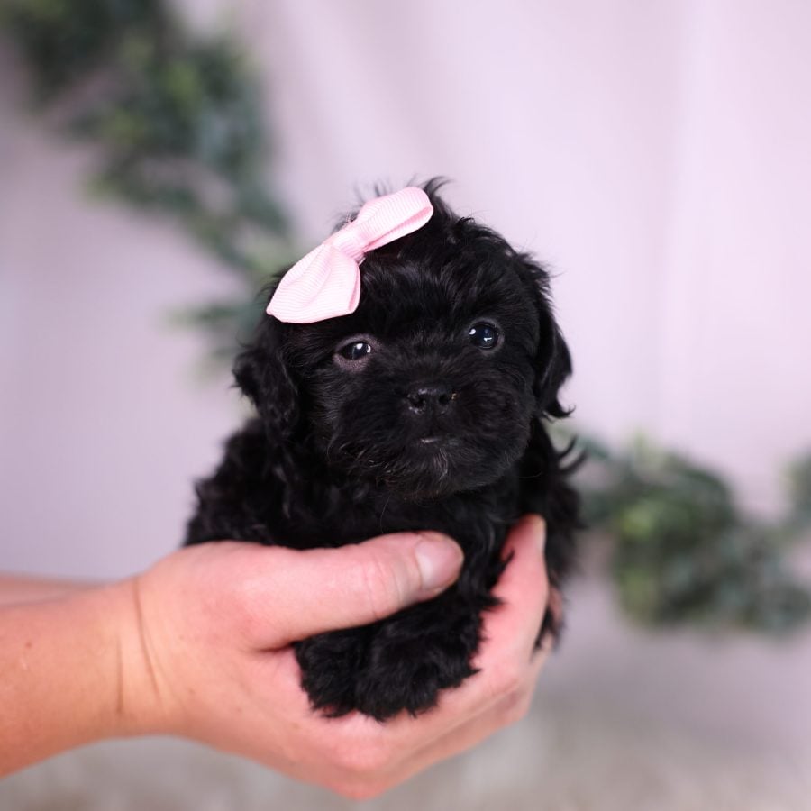 teacup teddy bear puppies for sale in pa
