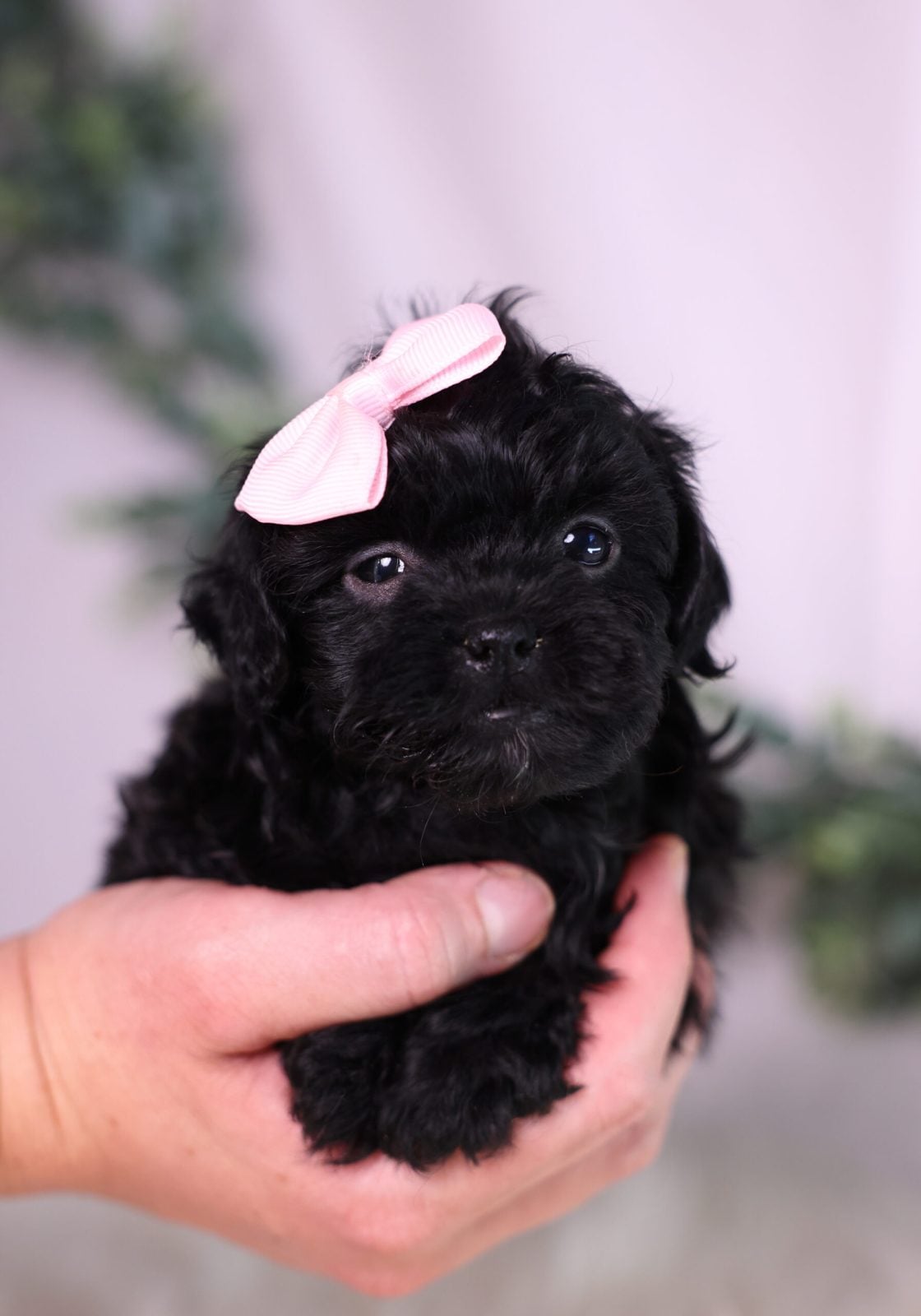 teacup teddy bear puppies for sale in pa