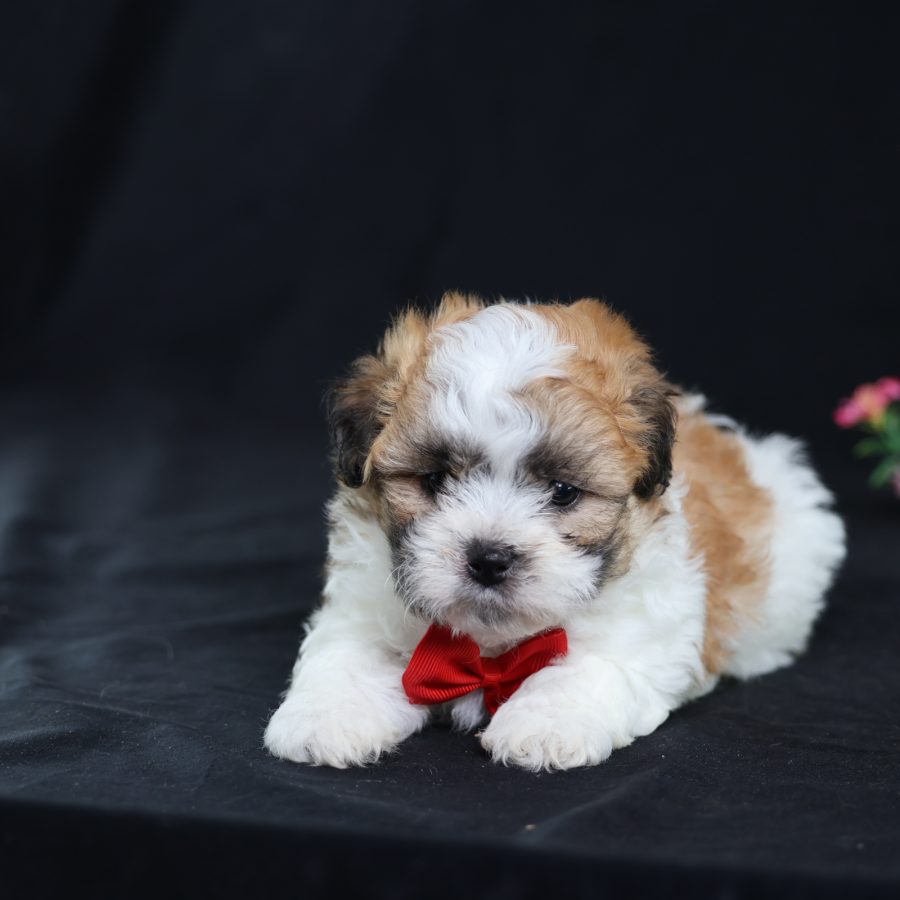 teacup teddy bear puppies for sale near me